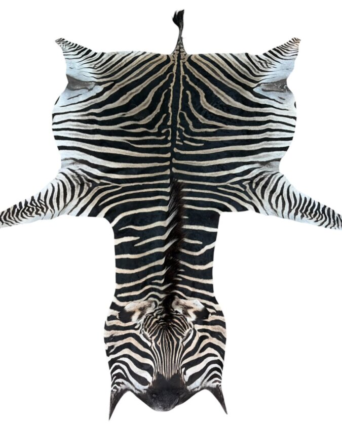 Zebra A Grade