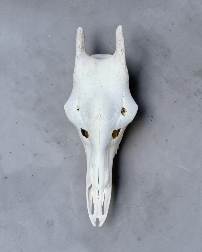 Giraffe Skull