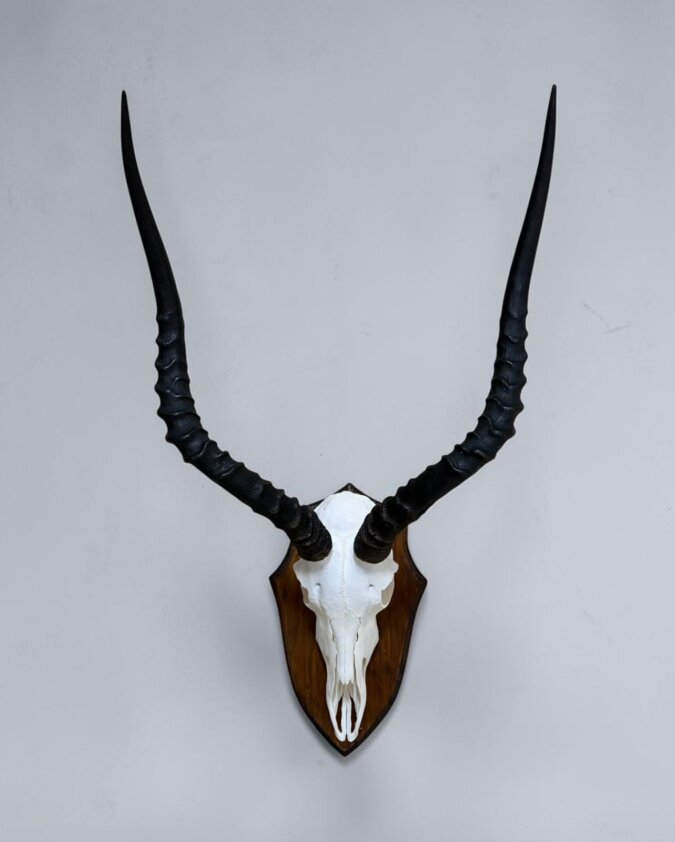 Impala Skull on Shield