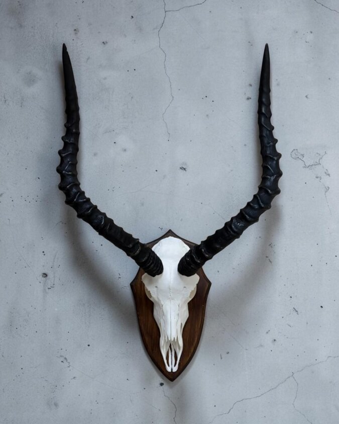 Impala Skull on Shield