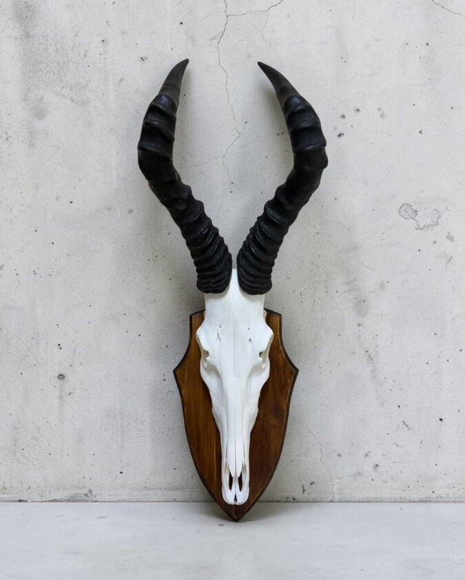 Red Hartebeest Skull on Shield