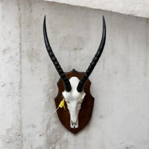 Blesbok Skull on Shield