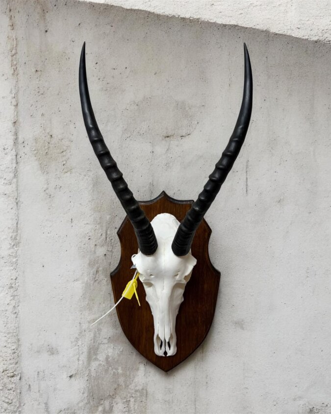 Blesbok Skull on Shield