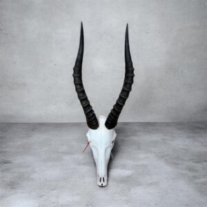 Blesbok Skull