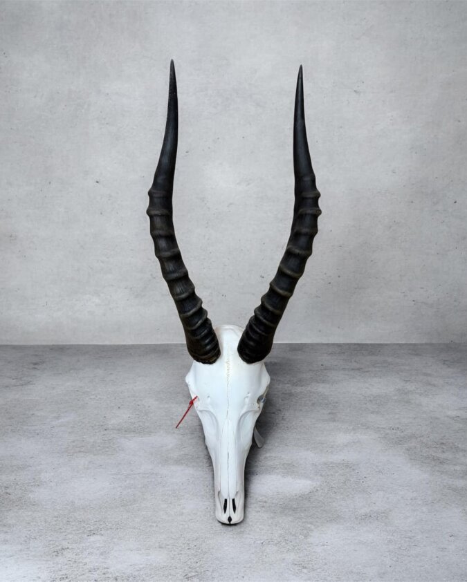Blesbok Skull