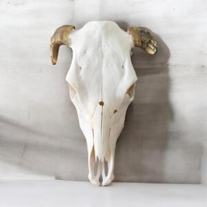 Raven Hides Cow skull