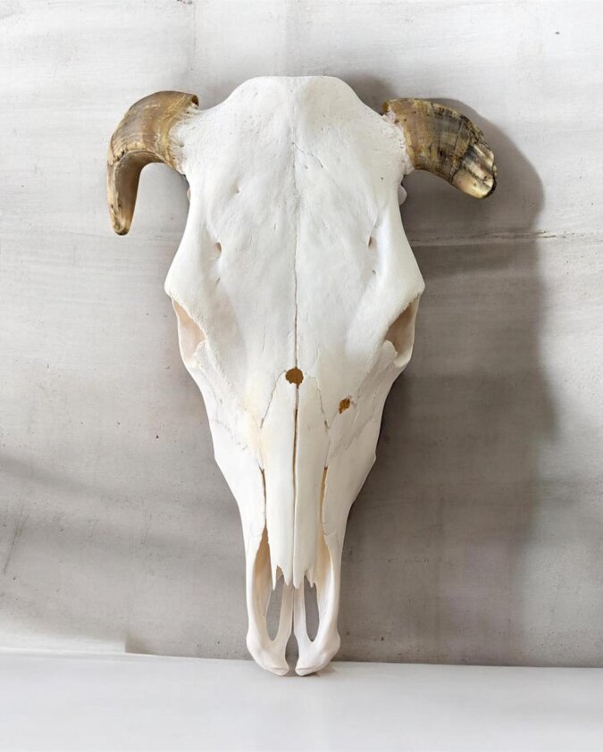 Raven Hides Cow skull