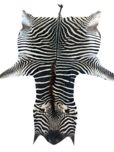 B Grade Zebra Hide