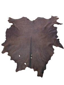 Blesbok Skull on Shield