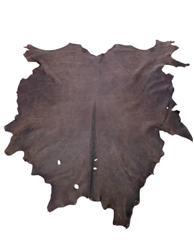 Blesbok Skull on Shield