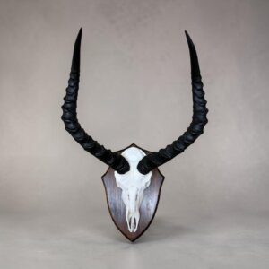 Impala Skull on Shield