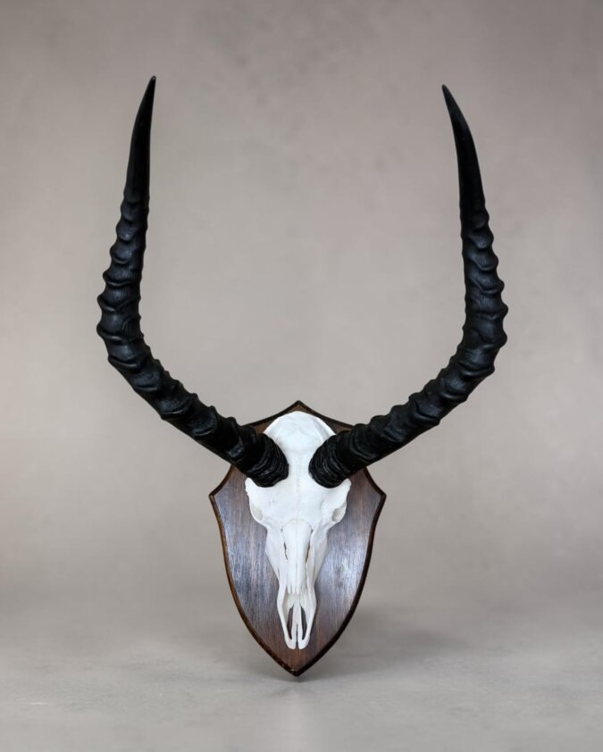 Impala Skull on Shield