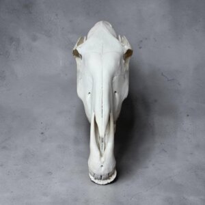 Zebra Skull