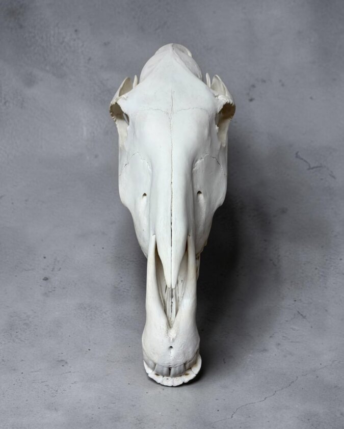 Zebra Skull
