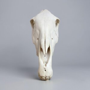 Zebra Skull