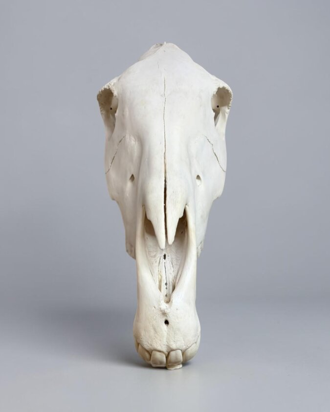 Zebra Skull