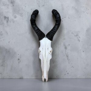 Red Hartebeest Skull