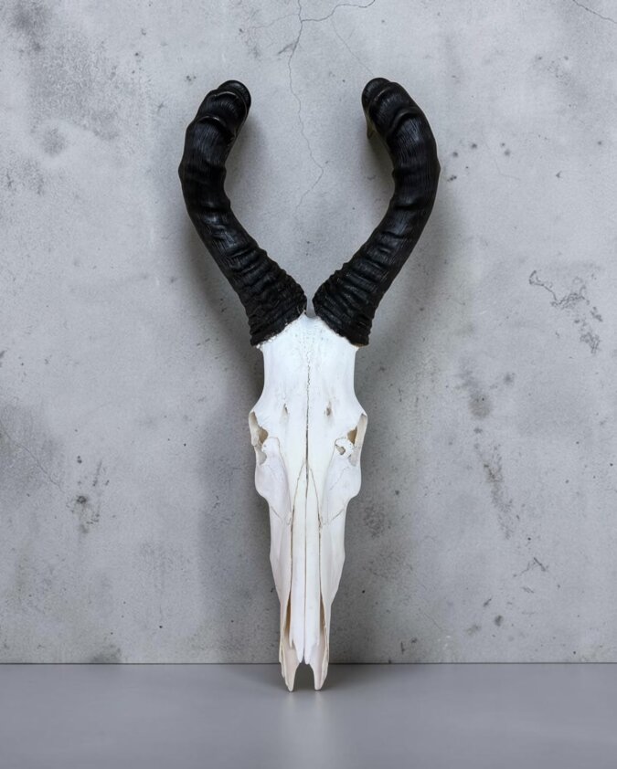 Red Hartebeest Skull