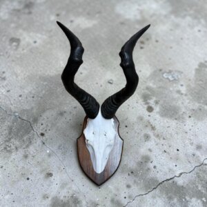 Red Hartebeest Skull on Shield