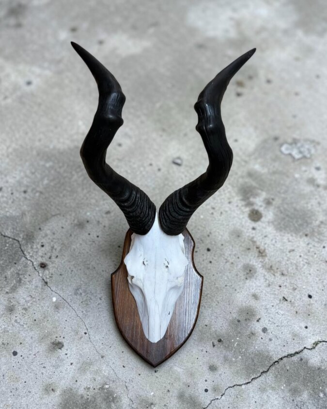 Red Hartebeest Skull on Shield